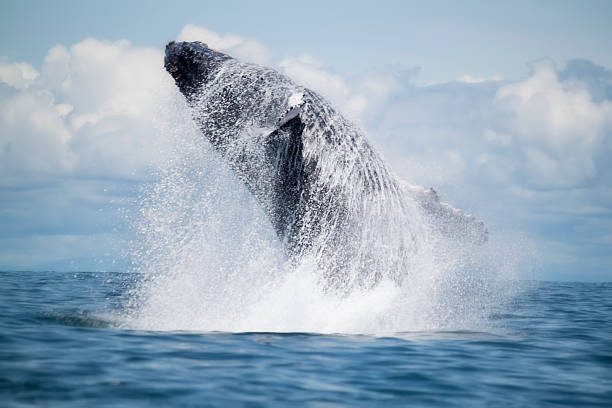 Humpback whale breaching Beautiful sight - humpback whale breaching in the waters of Gorgona island, Colombia animals breaching photos stock pictures, royalty-free photos & images