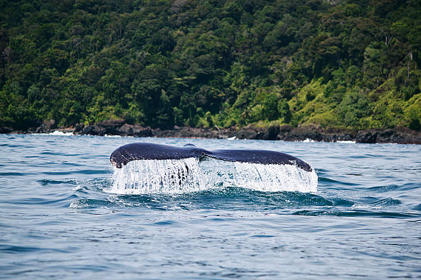 Free Stock Photo of Whale Tail Flips Out of the Water | Download Free ...
