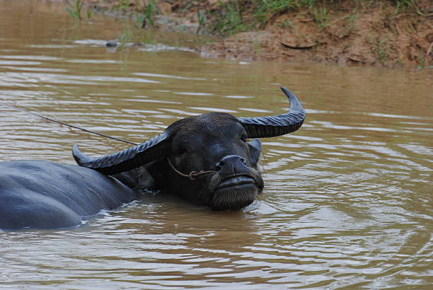 Buffalo in Southeast Asia. A farmer The entire workforce Dairy and beef farmers raise.