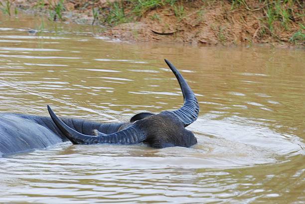Buffalo in Southeast Asia. A farmer The entire workforce Dairy and beef farmers raise.