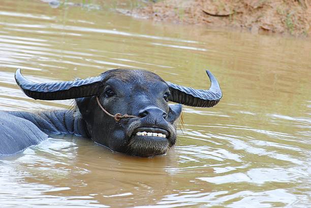 Water buffalo