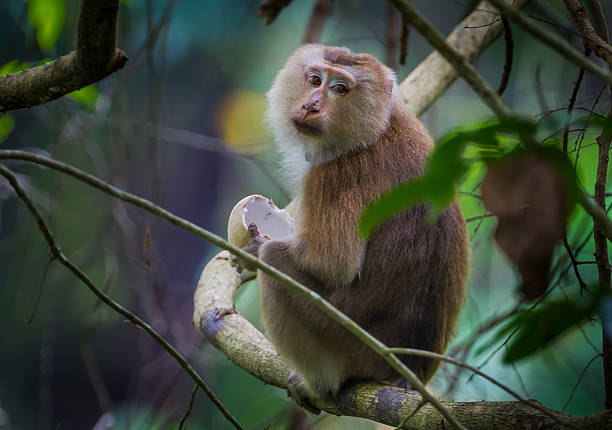 Porträt von Pig-tailed macaque – Foto