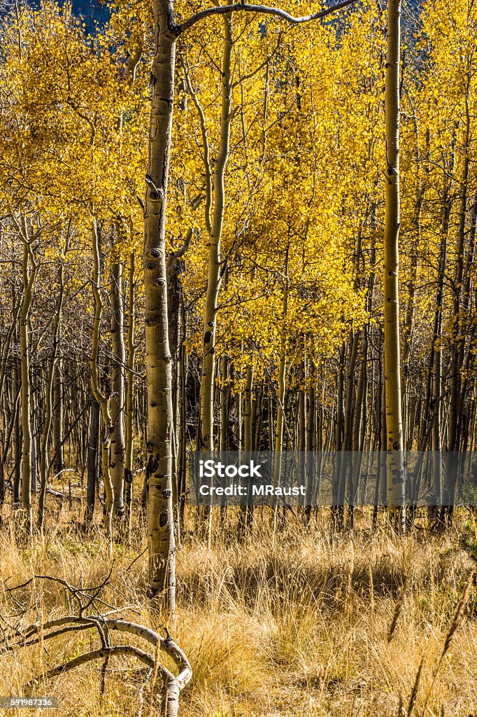 Autumn Forest Autumn Aspen trees in the Colorado Rocky Mountains Aspen Forest Stock Photo