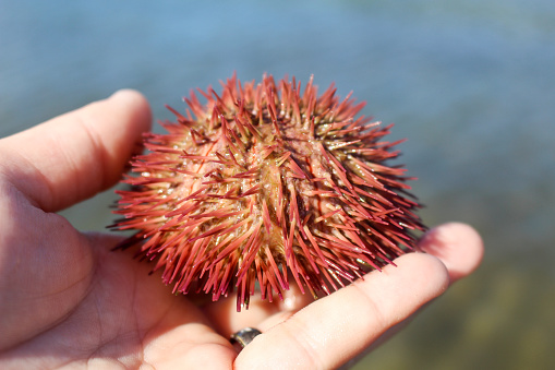 A hand holds up a sea urchin