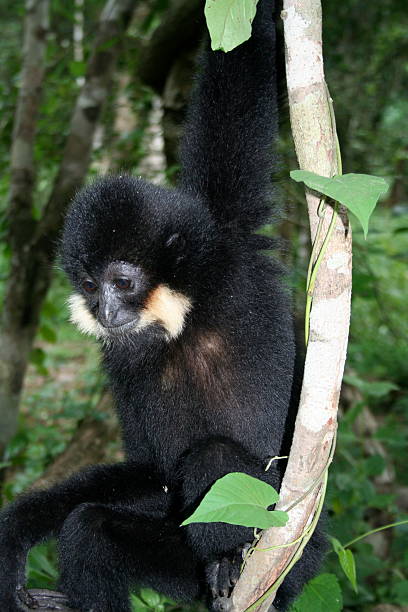 istock Young Yellow-cheeked Gibbon 2 591987414