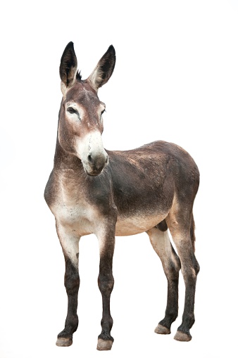 A male donkey isolated on white background