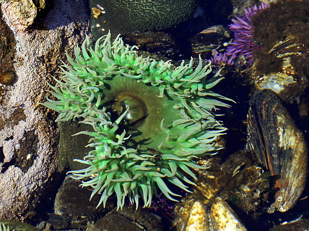 istock Giant Green Anemone - Anthopleura xanthogrammica 591990122