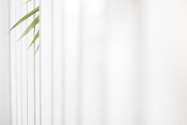 istock White boards, leaves of plant 591990308
