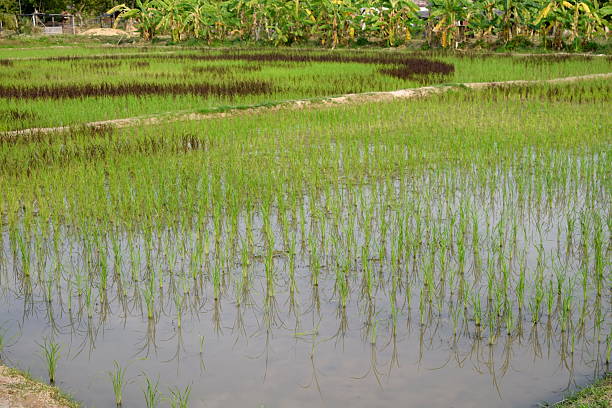 istock Two tone of rice in paddy field 591990562