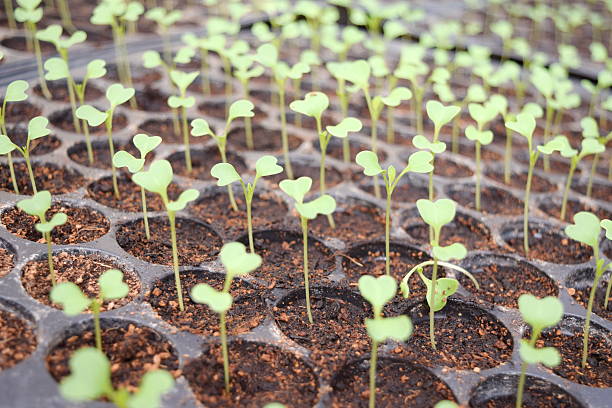 istock Sapling of the tree in nursery trays 591990852