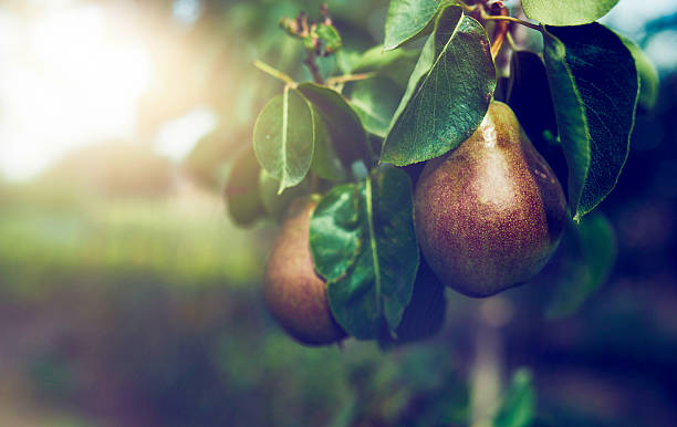 birnen in tree - pear tree stock-fotos und bilder