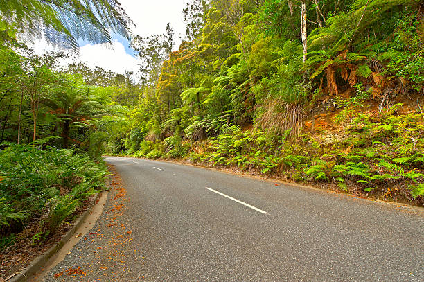 Waipoua Kauri Forest, New Zealand Waipoua Kauri Forest, North Island, New Zealand waipoua forest stock pictures, royalty-free photos & images