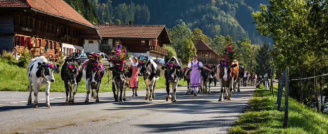 Charmey, Fribourg, Switzerland - 26 September 2015 : Farmers with a herd of cows on the annual transhumance at Charmey near Gruyeres, Fribourg zone on the Swiss alps