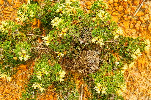 Wildflowers in Lesueur National Park, Western Australia, Australia
