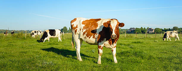 istock One red spotted cow between black and white cows 591992366