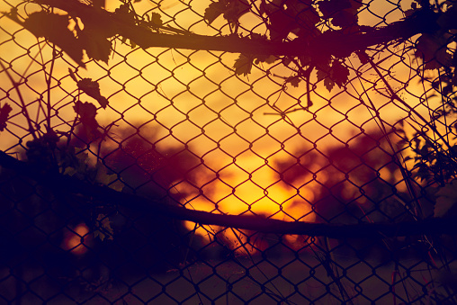 horizontal shot of iron fence outdoors in the sunset time, summer day.