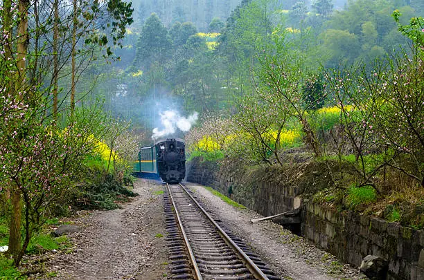 The train to the spring.The steam train is used for transportation at ordinary time,but when the yellow flowers bloom,the steam train is used for travel.