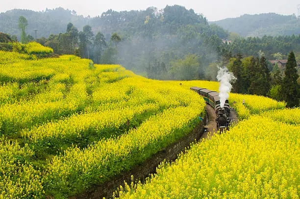 The train to the spring.The steam train is used for transportation at ordinary time,but when the yellow flowers bloom,the steam train is used for travel.