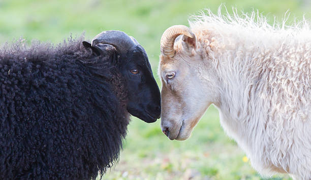 istock Black and white sheep on pasture -  Concent of love 591994832
