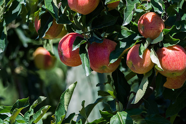 istock Ripe red organic apples on the tree 591994996