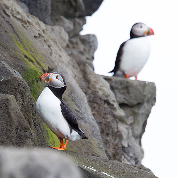 istock Colorful Puffin isolated in natural environment 591995438
