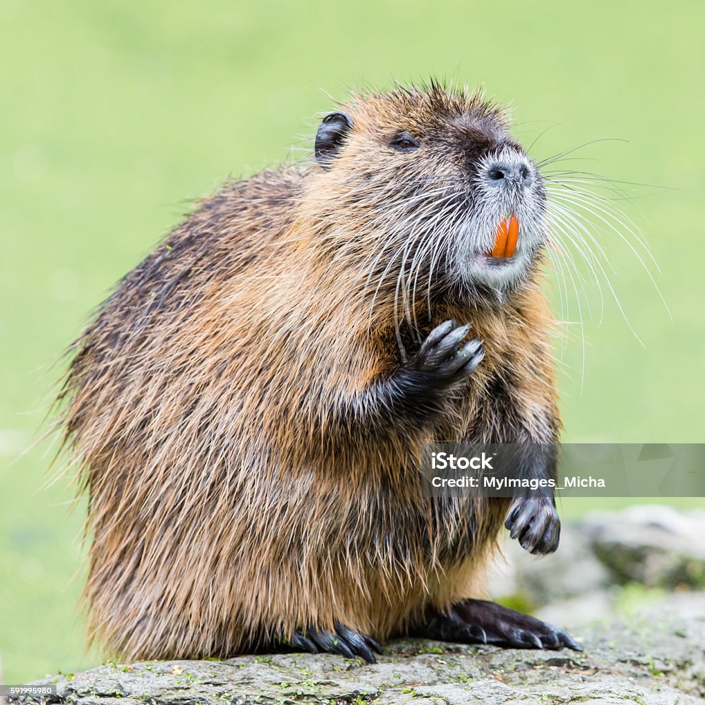 Myocastor coypus, single mammal Myocastor coypus, single mammal in it's natural habitat - selective focus Beaver Stock Photo