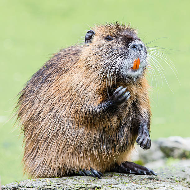 mamífero myocastor ratão, único - nutria rodent beaver water - fotografias e filmes do acervo