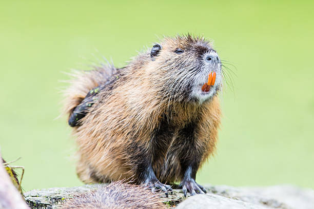istock Myocastor coypus, single mammal 591996022