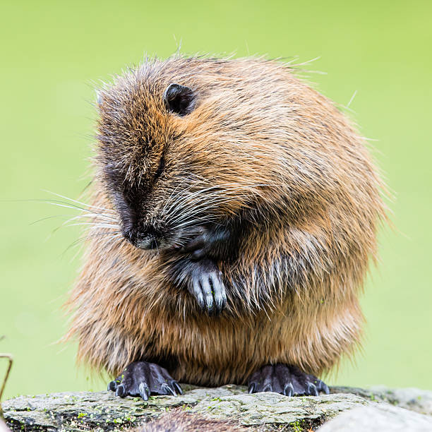 istock Myocastor coypus, single mammal 591996192