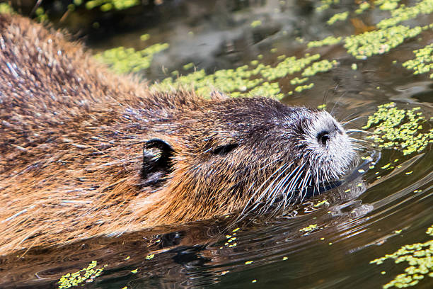 istock Myocastor coypus, single mammal 591996496