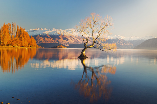 The Lonely tree of Lake Wanaka, South Island, New Zealand, at the morning light and the snow clad Buchanan Peaks at the Backdrop ..