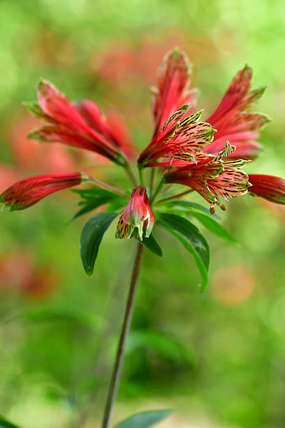 istock Alstroemeria pulchella 591997076