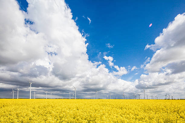 Lots of windmills in a canola field. 50 Mpx XXXL size image. 