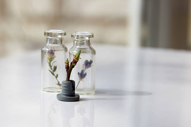 istock The plant between glass bottles with plants/ 591997412
