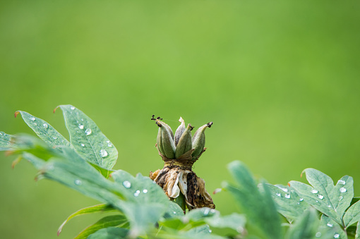 common sweetshrub with raindrops