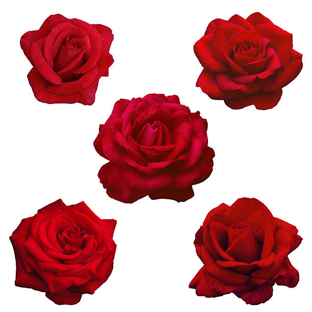 istock collage of five dark red roses 591997726