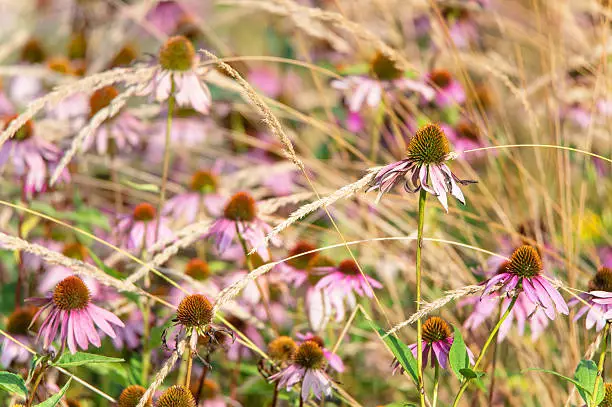 purple coneflower mixed with grass