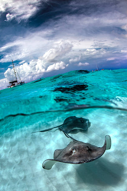stingray city - Cayman Island