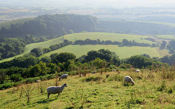 istock Early morning over Marshwood Vale 591998926