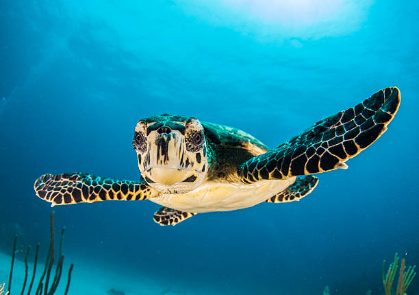 baby turtle face in Caymans A baby turtle facing the camera in the Caribbean Sea, Cayman islands sea turtle underwater stock pictures, royalty-free photos & images