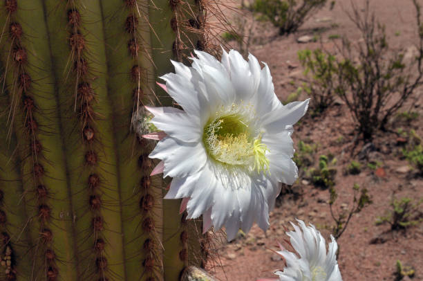 istock Blossoming Argentine Giant Cactus, Echinopsis candicans 591999064