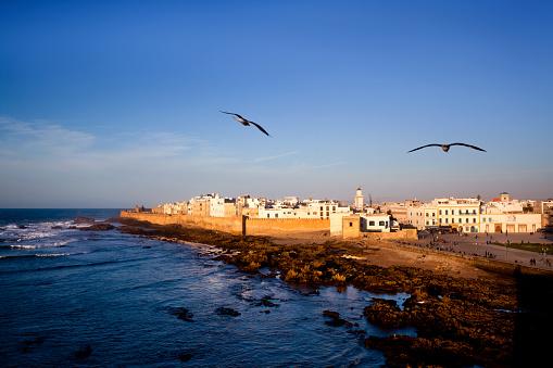 Seagulls at Ras al Jinz beach, turtle reserve. Oman