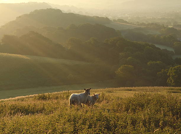 istock Early morning over Marshwood Vale 591999162