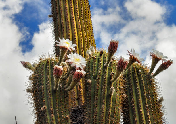 istock Blossoming Argentine Giant Cactus, Echinopsis candicans 591999164