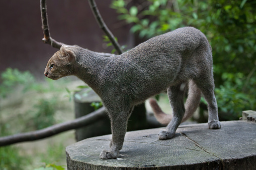 Jaguarundi (Puma yagouaroundi), also known as the eyra cat. Wildlife animal.