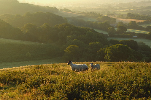 Early morning over Marshwood Vale seen from Colmer's Hill in Devon, England