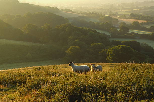 Early morning over Marshwood Vale Early morning over Marshwood Vale seen from Colmer's Hill in Devon, England Devon stock pictures, royalty-free photos & images