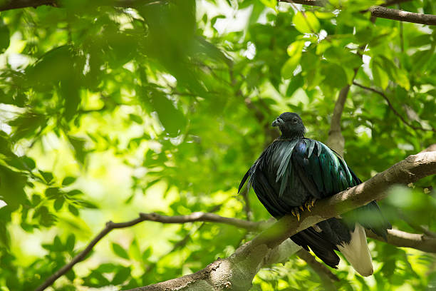 istock Nicobar pigeon, Nicobar dove on tree 592001322