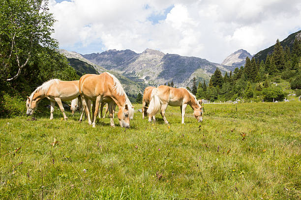 Taken on August 15th, 2016 - Have spent a week in beautiful Vorarlberg, most west of Austria. Seen a lot while mountainbiking and hiking in one of the most wonderful alp regions in our country. Many lakes up high, surrounded by mountains all around.