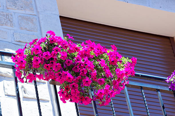 istock Pretty flowers purple 592002282